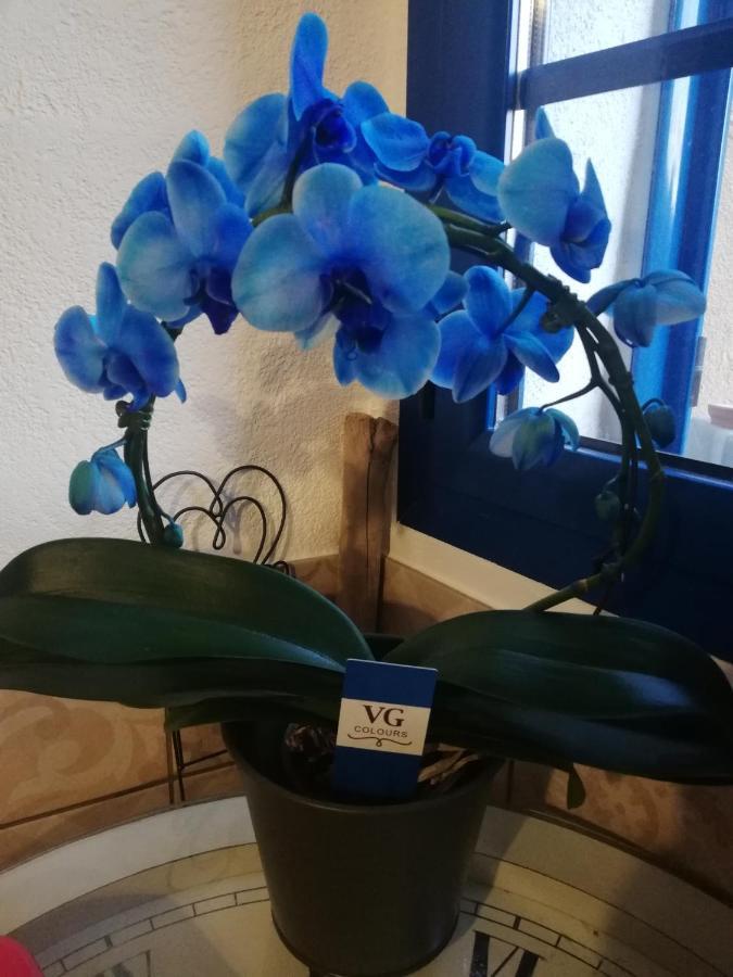 Parfumu Di Celu Hotel Santa-Lucia-di-Mercurio Eksteriør billede